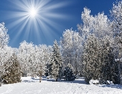 Winter_Winter_forest_in_the_sunlight_053894_